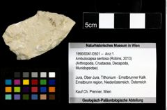 Foto (Objekt + Etiketten) von Ambulocapsa sentosa (Robins, 2013) 